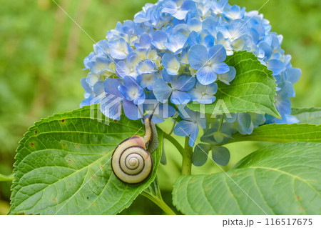 梅雨の風景　紫陽花とカタツムリ 116517675
