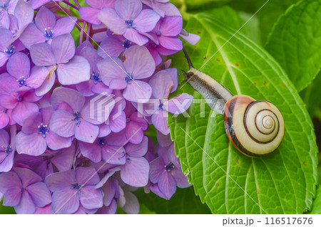 梅雨の風景 紫陽花とカタツムリ 梅雨の風景 紫陽花とカタツムリ 116517676