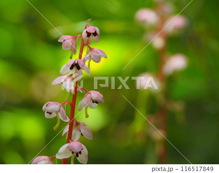 ベニバナイチヤクソウ ベニバナイチヤクソウ 116517849