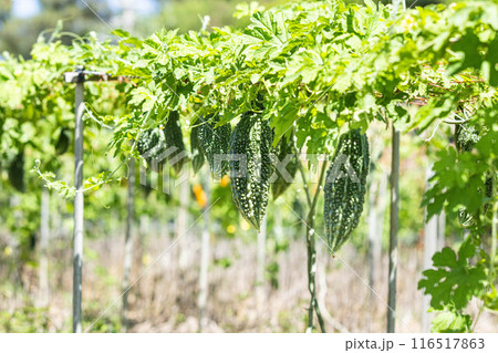 沖縄県産ゴーヤー 沖縄県産ゴーヤー 116517863