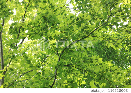 自然　植物　ミズメ、七月。初夏の瑞々しい若葉が心地良い木陰を作ります③ 116518008