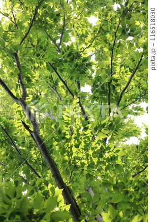 自然　植物　ミズメ、七月。初夏の瑞々しい若葉が心地良い木陰を作ります① 116518030