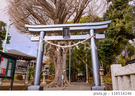 鳥居から見る五社神社大木の参道 鳥居から見る五社神社大木の参道 116518146