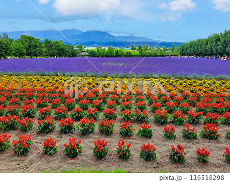 ラベンダーとグラデーションの花畑 ラベンダーとグラデーションの花畑 116518298