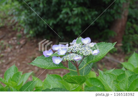 梅雨の晴れ間に咲く紫陽花 116518392
