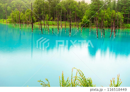 初夏の青い池2 初夏の青い池2 116518449