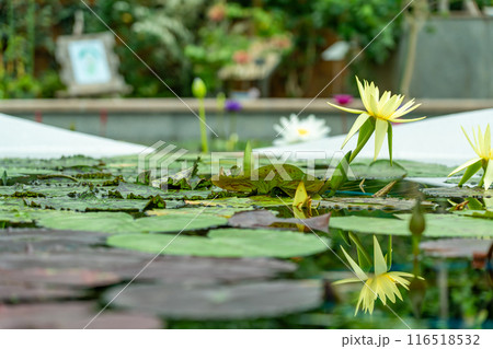 滋賀県草津市　水生植物公園みずの森の温室ロータス館の池に浮かぶ水蓮の花 116518532