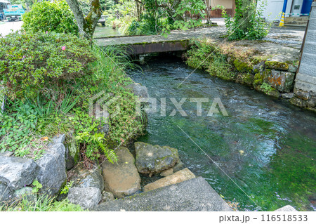 滋賀県米原市 旧中山道の醒井宿の地蔵川の水際 滋賀県米原市 旧中山道の醒井宿の地蔵川の水際 116518533