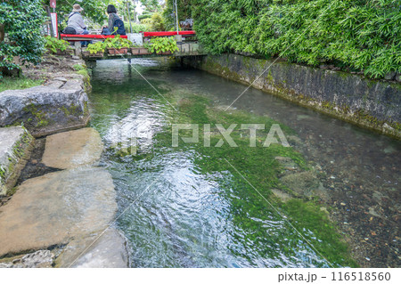 滋賀県米原市 暑い日に旧中山道の醒井宿の地蔵川の梅花藻を眺めながら休憩する女性たち 滋賀県米原市 暑い日に旧中山道の醒井宿の地蔵川の梅花藻を眺めながら休憩する女性たち 116518560