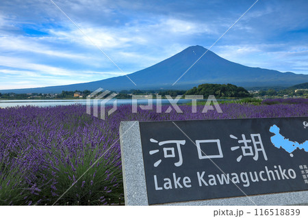 ラベンダー咲く河口湖大石公園から望む富士山 山梨県河口湖町 ラベンダー咲く河口湖大石公園から望む富士山 山梨県河口湖町 116518839