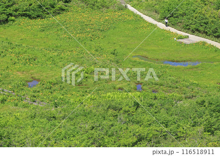 夏の八方尾根 鎌池湿原 夏の八方尾根 鎌池湿原 116518911