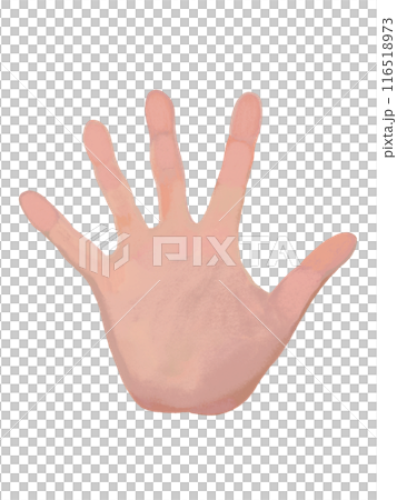 Palm (right hand) Palm (right hand) 116518973