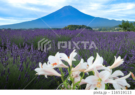 ラベンダー畑と白百合咲く河口湖大石公園から望む富士山 山梨県河口湖町 ラベンダー畑と白百合咲く河口湖大石公園から望む富士山 山梨県河口湖町 116519113