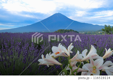 ラベンダー畑と白百合咲く河口湖大石公園から望む富士山 山梨県河口湖町 ラベンダー畑と白百合咲く河口湖大石公園から望む富士山 山梨県河口湖町 116519114