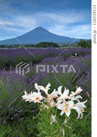 ラベンダー畑と白百合咲く河口湖大石公園から望む富士山 山梨県河口湖町 ラベンダー畑と白百合咲く河口湖大石公園から望む富士山 山梨県河口湖町 116519115