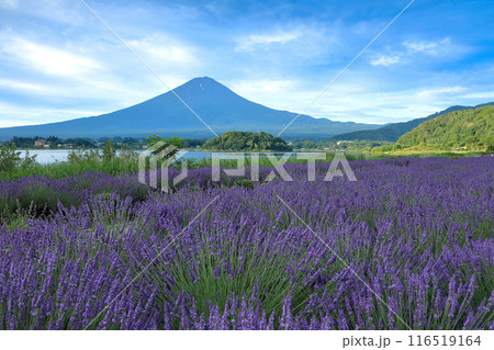 満開のラベンダー咲く河口湖大石公園から望む富士山　山梨県河口湖町 116519164
