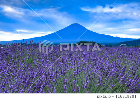満開のラベンダー咲く河口湖大石公園の夜明け　山梨県河口湖町 116519281