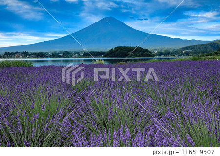 満開のラベンダー咲く河口湖大石公園の夜明け 山梨県河口湖町 満開のラベンダー咲く河口湖大石公園の夜明け 山梨県河口湖町 116519307