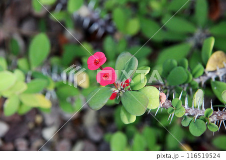 花キリン 116519524