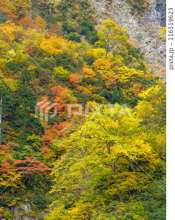 富山_称名滝・悪城の壁周辺の紅葉風景 116519623
