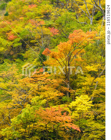 富山_称名滝・悪城の壁周辺の紅葉風景 116519624