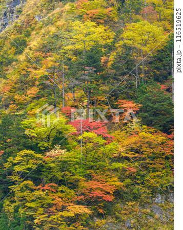 富山_称名滝・悪城の壁周辺の紅葉風景 116519625