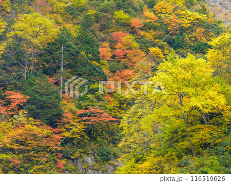 富山_称名滝・悪城の壁周辺の紅葉風景 116519626