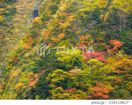 富山_称名滝・悪城の壁周辺の紅葉風景 116519627