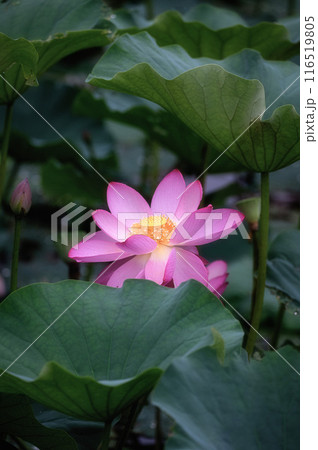 雨の中咲き誇る親沢沼の蓮の花 116519805