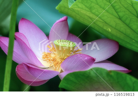 雨の中咲き誇る親沢沼の蓮の花 116519813