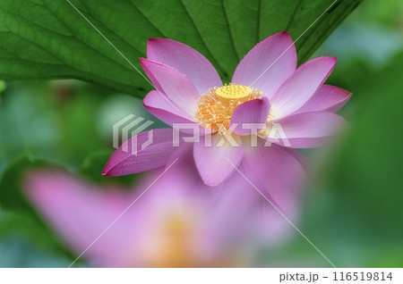 雨の中咲き誇る親沢沼の蓮の花 雨の中咲き誇る親沢沼の蓮の花 116519814