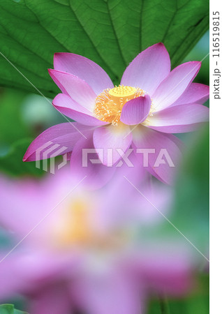 雨の中咲き誇る親沢沼の蓮の花 116519815