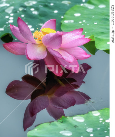 雨の中咲き誇る親沢沼の蓮の花 雨の中咲き誇る親沢沼の蓮の花 116519825