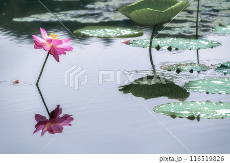 雨の中咲き誇る親沢沼の蓮の花 雨の中咲き誇る親沢沼の蓮の花 116519826