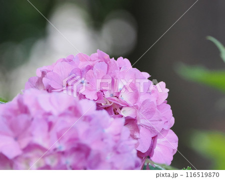 ピンク色の紫陽花が可愛い ピンク色の紫陽花が可愛い 116519870