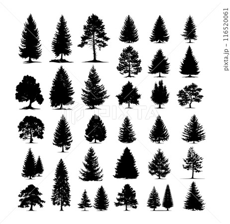 Tree silhouettes black monochrome vector set. Trees coniferous deciduous pine spruce garden forest park flora plants, illustrations isolated on white background 116520061