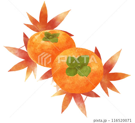 紅葉と柿の秋イメージイラスト 水彩タッチ 紅葉と柿の秋イメージイラスト 水彩タッチ 116520071