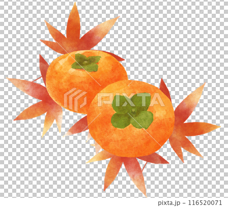 紅葉と柿の秋イメージイラスト 水彩タッチ 紅葉と柿の秋イメージイラスト 水彩タッチ 116520071