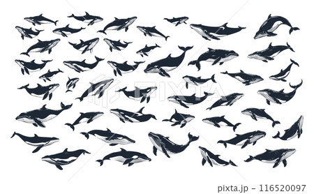 Whales ink sketch monochrome vector set. Mammal ocean animal sea creature underwater world inhabitants, illustrations isolated on white background Whales ink sketch monochrome vector set. Mammal ocean animal sea creature underwater world inhabitants, illustrations isolated on white background 116520097
