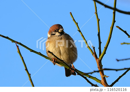 スズメ 116520116