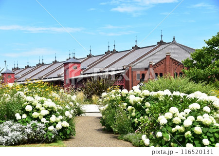 横浜市 赤レンガ倉庫と新港中央広場の満開紫陽花と散策路 横浜市 赤レンガ倉庫と新港中央広場の満開紫陽花と散策路 116520131
