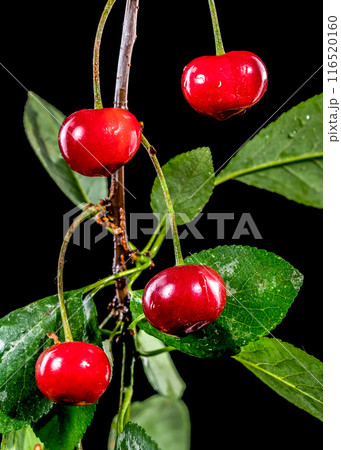 Wild cherry on a black background 116520160
