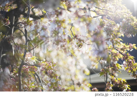 ライトアップされた夜桜 116520228