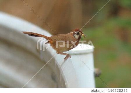 芋虫を銜える特定外来種カオジロガビチョウ 芋虫を銜える特定外来種カオジロガビチョウ 116520235