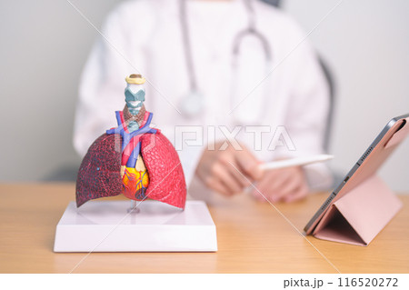 Doctor with Respiratory system anatomy for Diseases. Lung Cancer, Asthma, Chronic Obstructive Pulmonary or COPD, Bronchitis, Emphysema, Cystic Fibrosis, Bronchiectasis, Pneumonia and Pleural Effusion 116520272