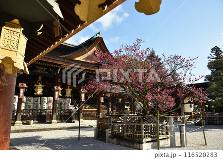 西廻廊から臨む紅梅「飛梅」と拝殿 北野天満宮 西廻廊から臨む紅梅「飛梅」と拝殿 北野天満宮 116520283