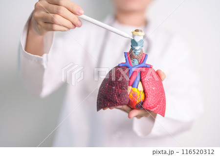 Doctor point Thyroid and Cricoid of Respiratory system anatomy for Diseases. Lung Cancer, Asthma, Chronic Obstructive Pulmonary, Bronchitis, Emphysema, Cystic Fibrosis, Bronchiectasis and Pneumonia 116520312