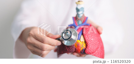 Hand hold Respiratory and Cardiovascular anatomy with stethoscope. Lung Cancer, Asthma, Chronic Obstructive Pulmonary or COPD, Bronchitis, Emphysema, Cystic Fibrosis, Bronchiectasis, Pneumonia. 116520320