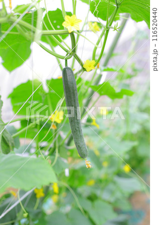 ハウス栽培のきゅうり ハウス栽培のきゅうり 116520440