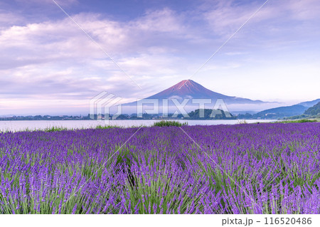 【山梨県】満開のラベンダーと富士山 116520486